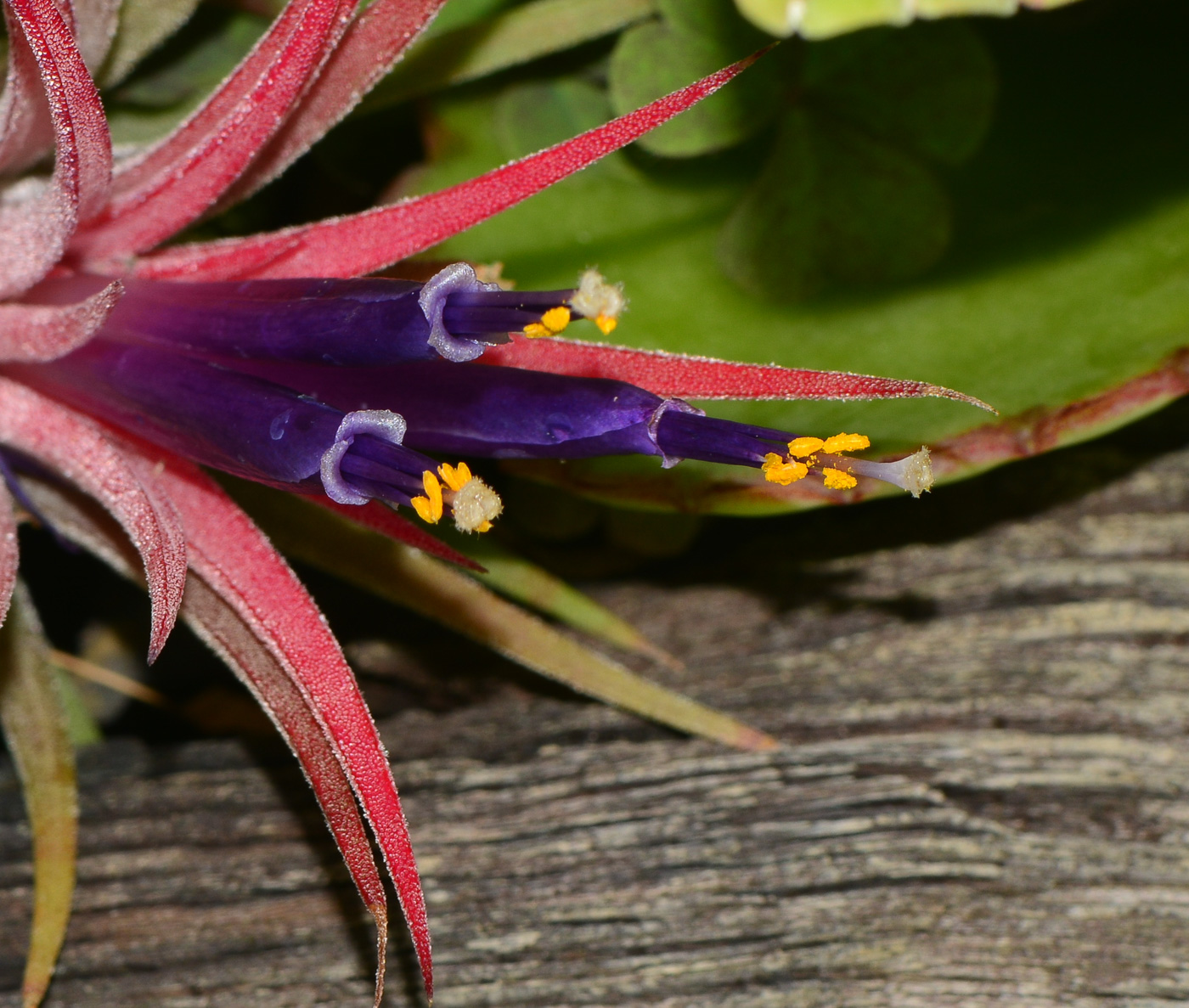 Image of Tillandsia ionantha specimen.