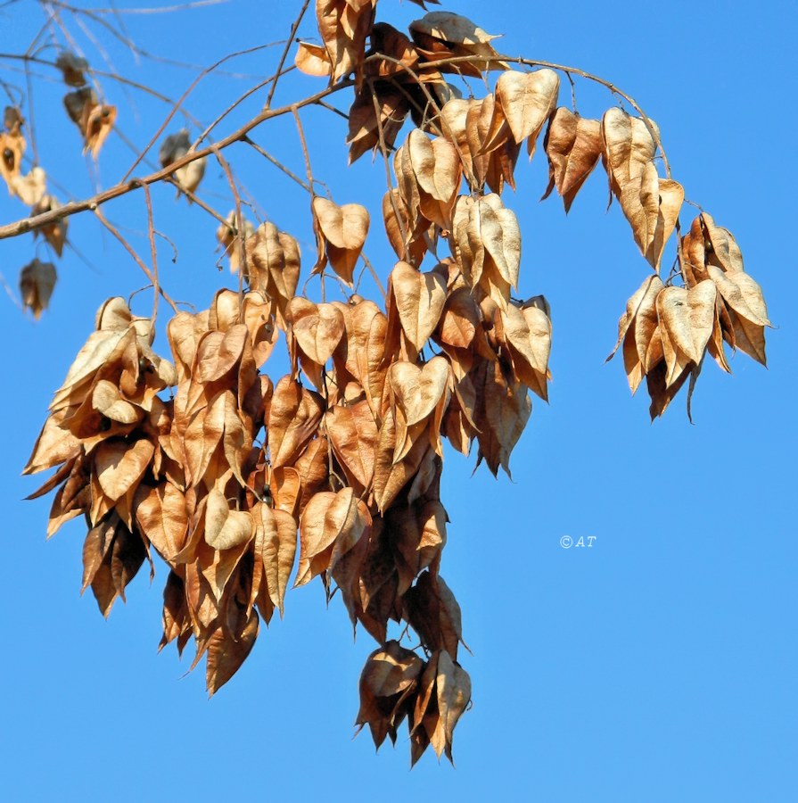 Изображение особи Koelreuteria paniculata.