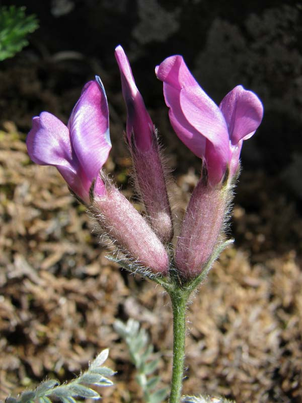 Изображение особи Oxytropis argentata ssp. brevidentata.