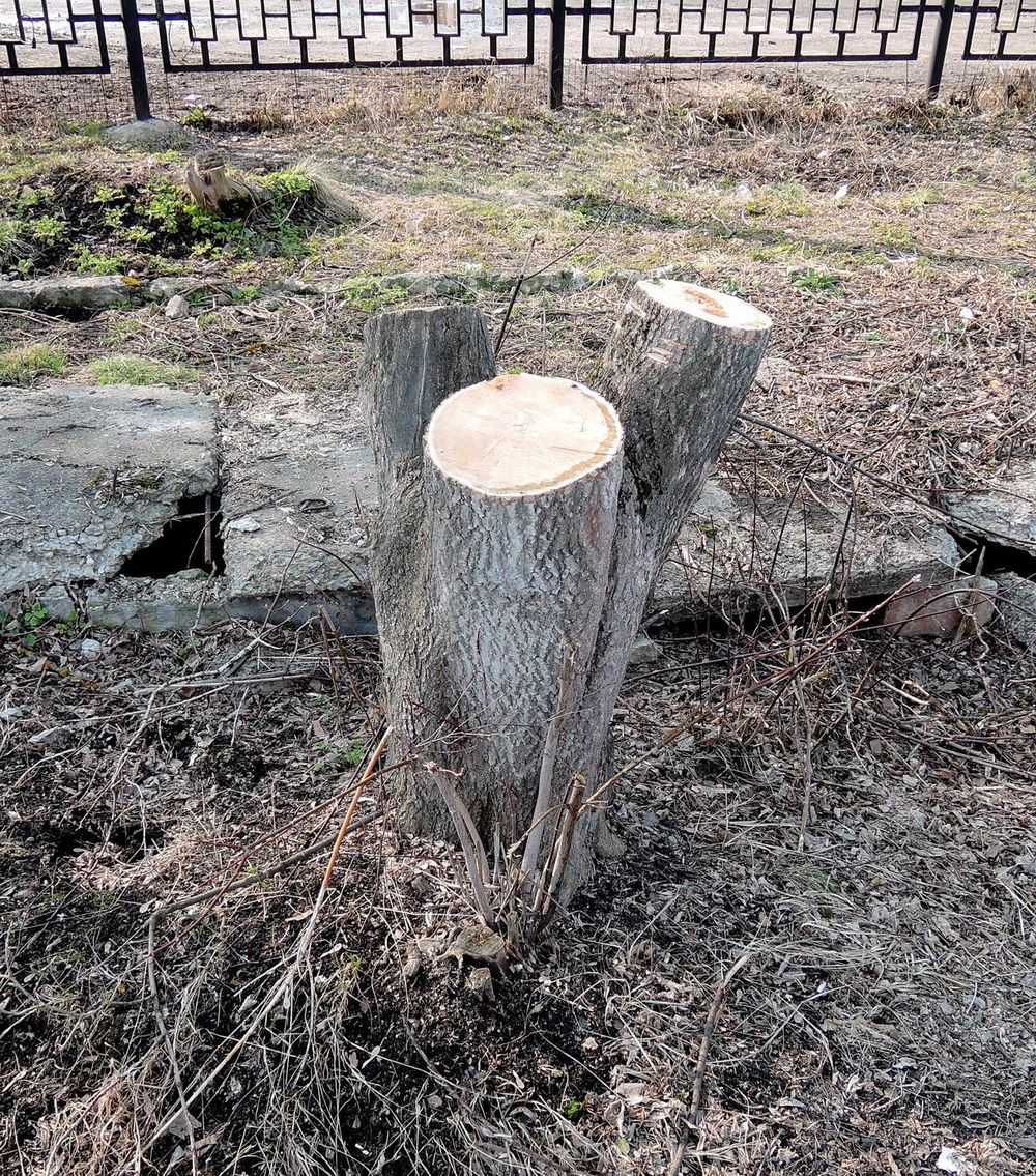 Image of Acer negundo specimen.