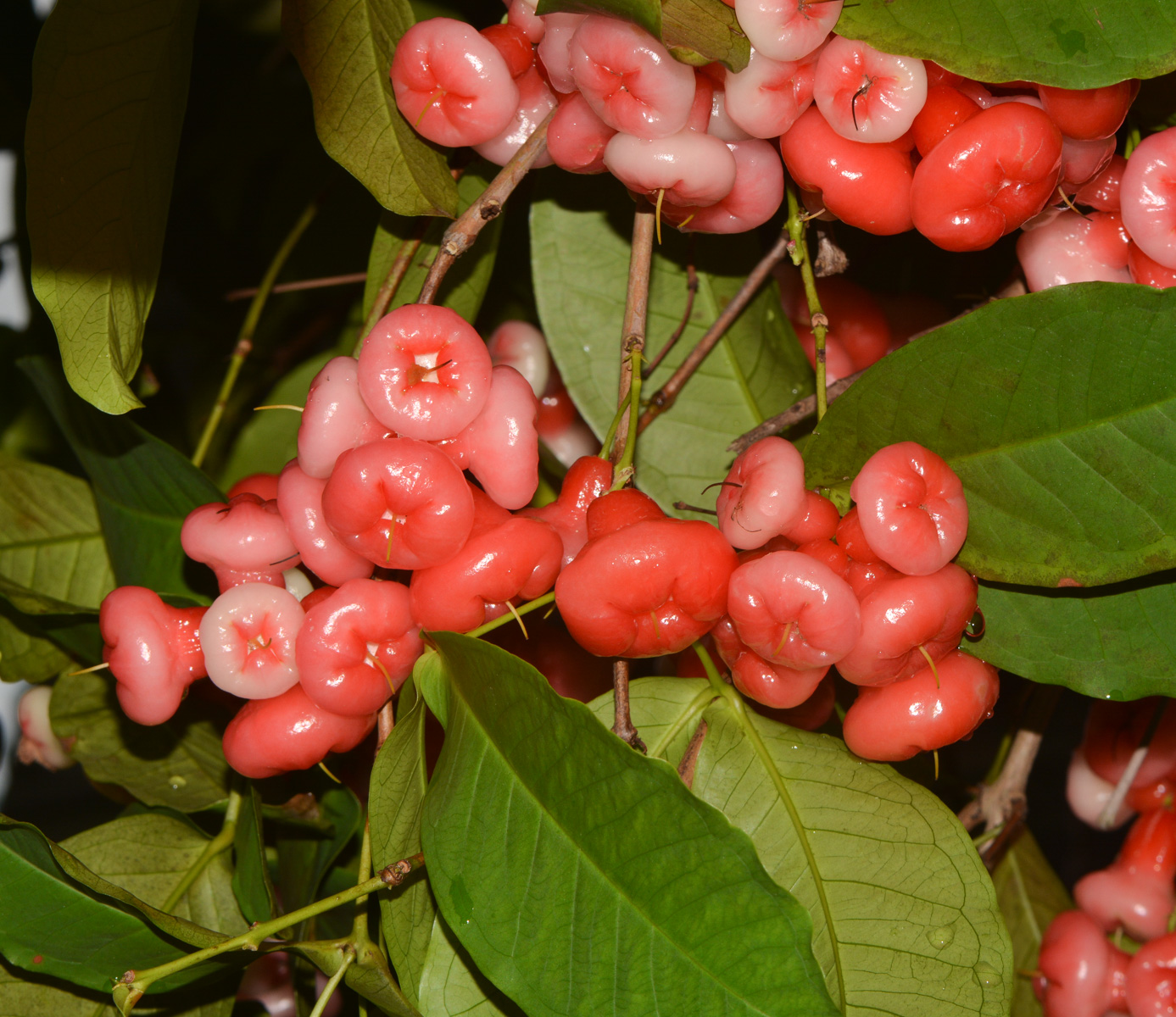 Image of Syzygium aqueum specimen.