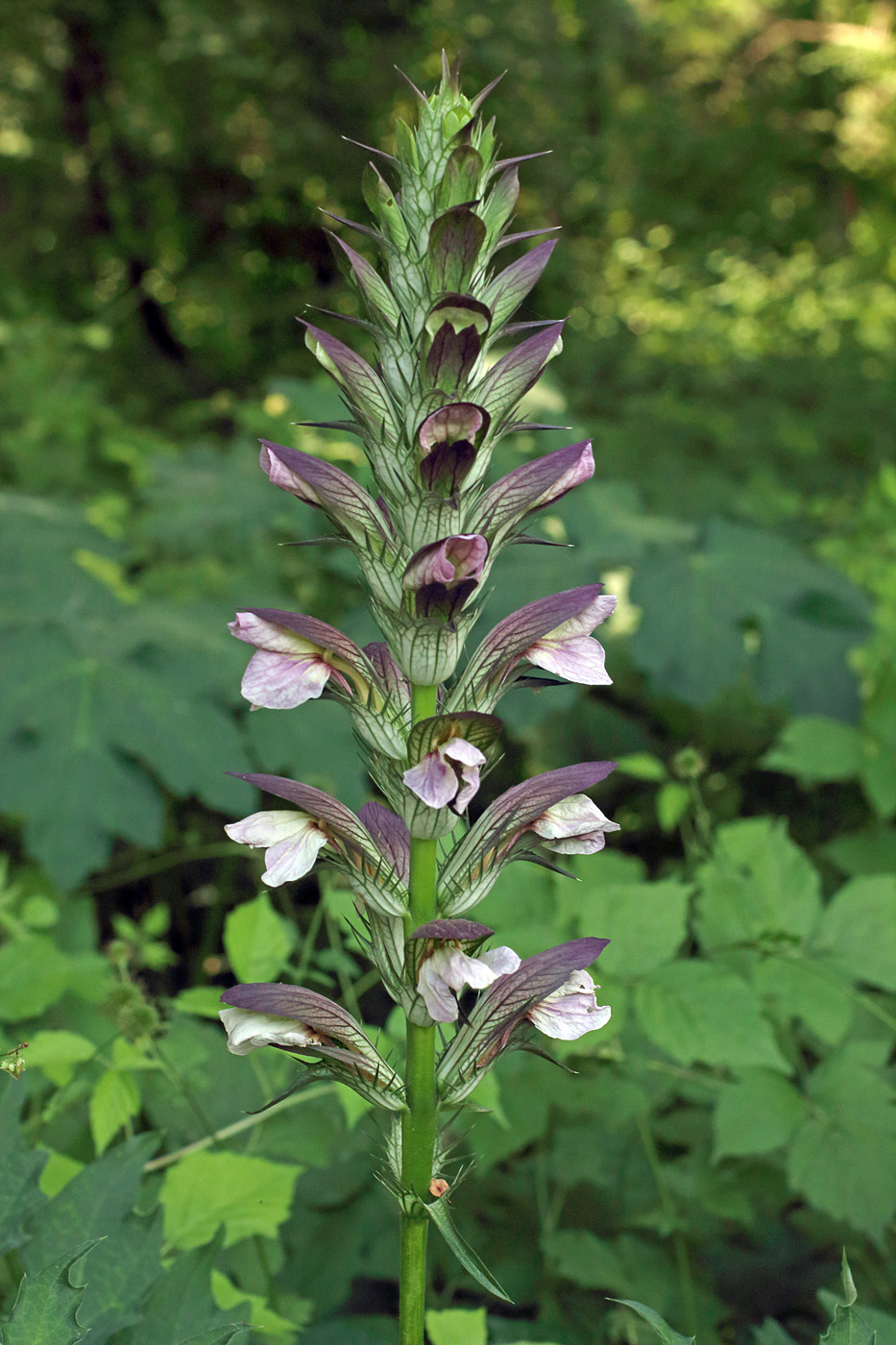 Image of Acanthus mollis specimen.