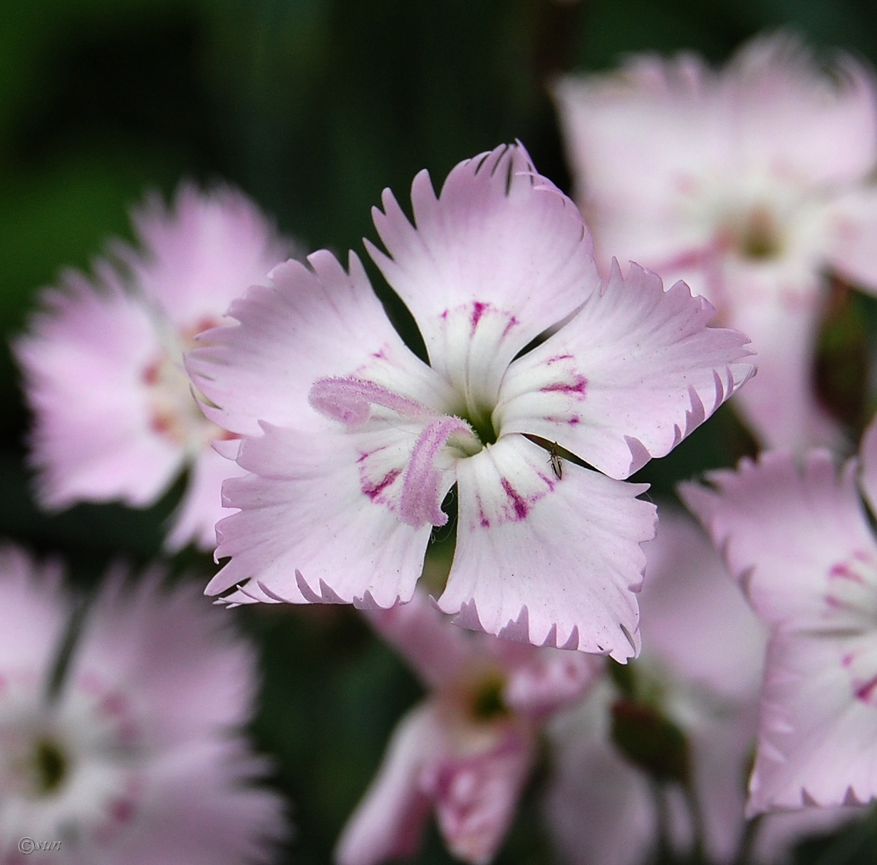 Изображение особи Dianthus versicolor.