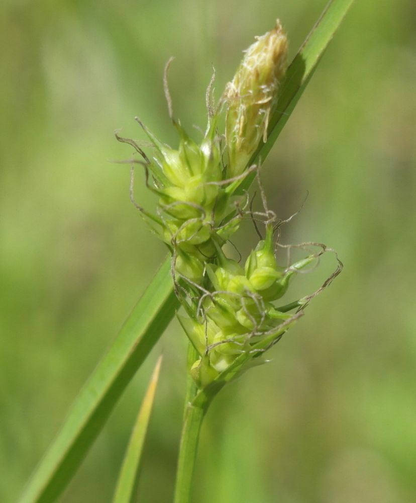 Image of Carex michelii specimen.