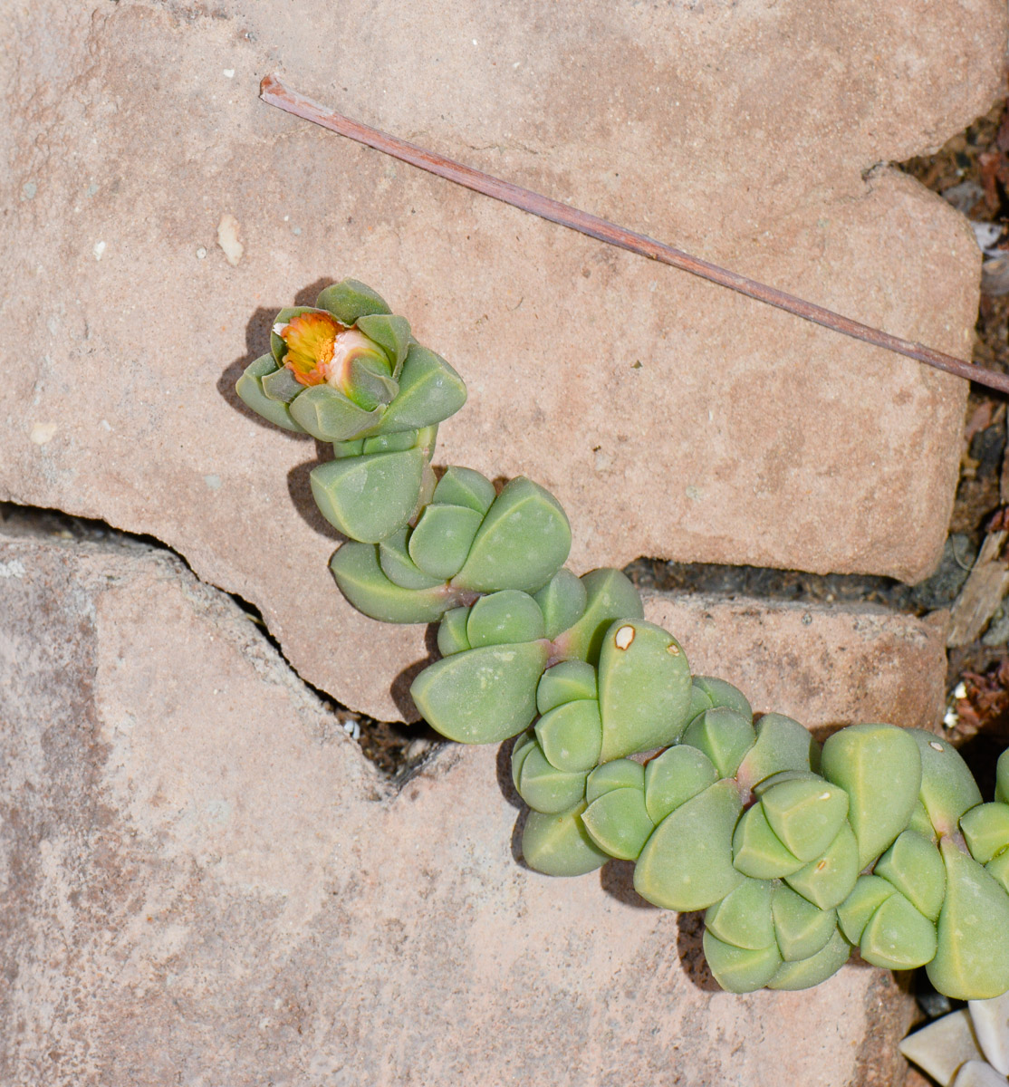 Image of Corpuscularia lehmannii specimen.