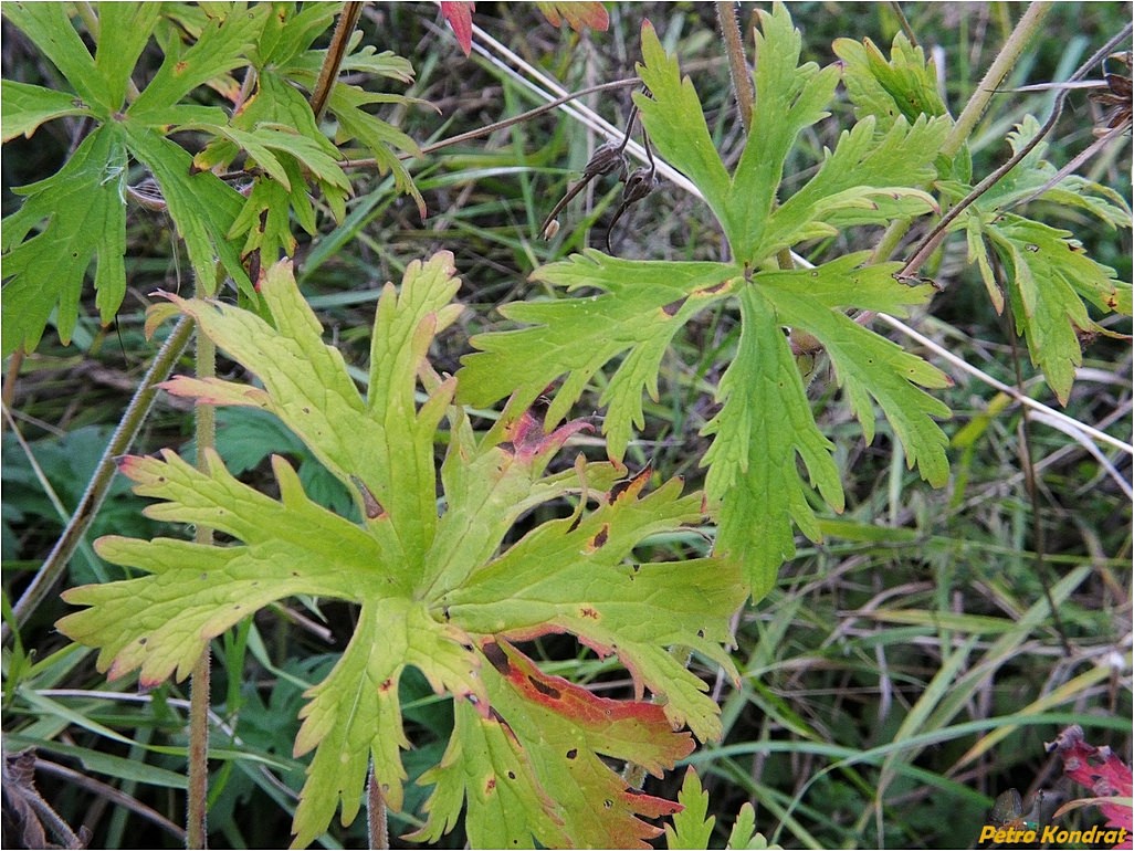 Image of Geranium pratense specimen.