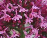 Centranthus ruber