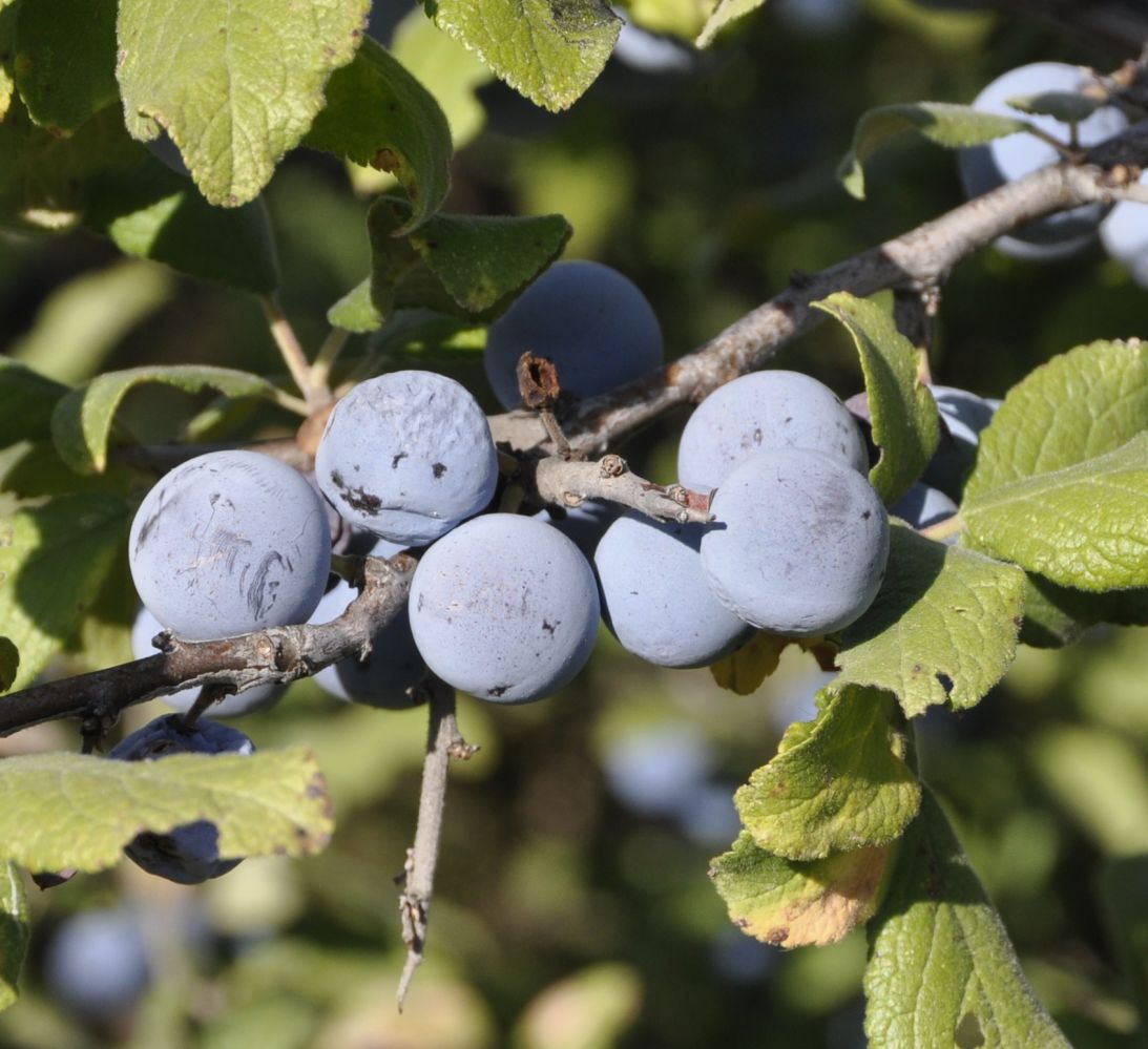 Image of Prunus spinosa specimen.