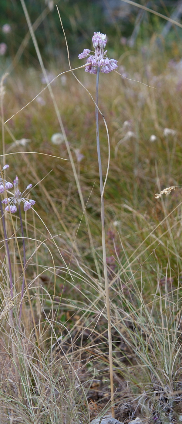 Изображение особи Allium paniculatum.