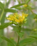 Hypericum tetrapterum