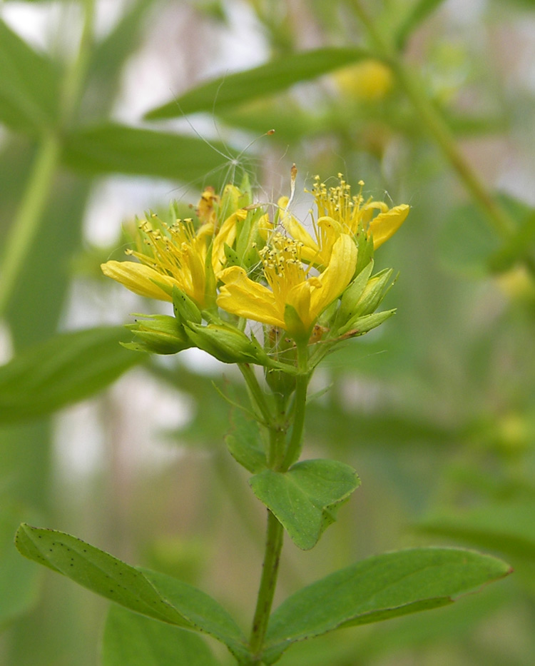 Изображение особи Hypericum tetrapterum.