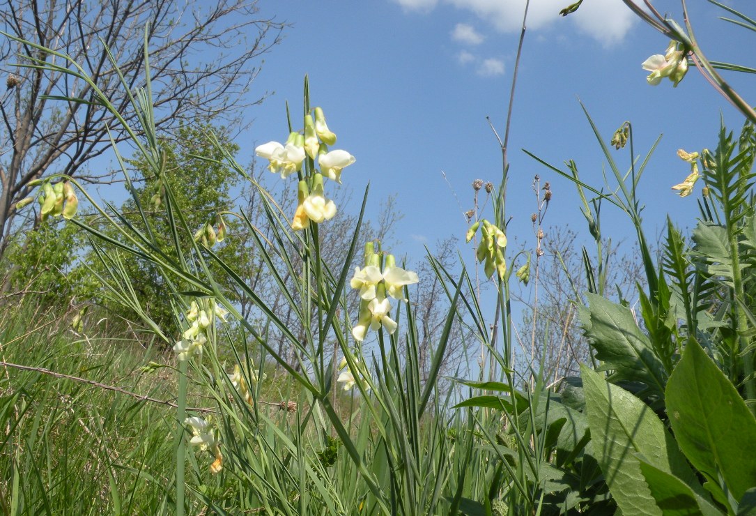 Image of Lathyrus lacteus specimen.