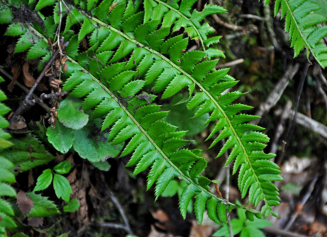 Изображение особи Polystichum lonchitis.