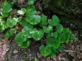 Pachyphragma macrophyllum. Вегетирующее растение. Адыгея, окр. пос. Каменномостский, долина р. Руфабго, широколиственный лес. 03.07.2017.