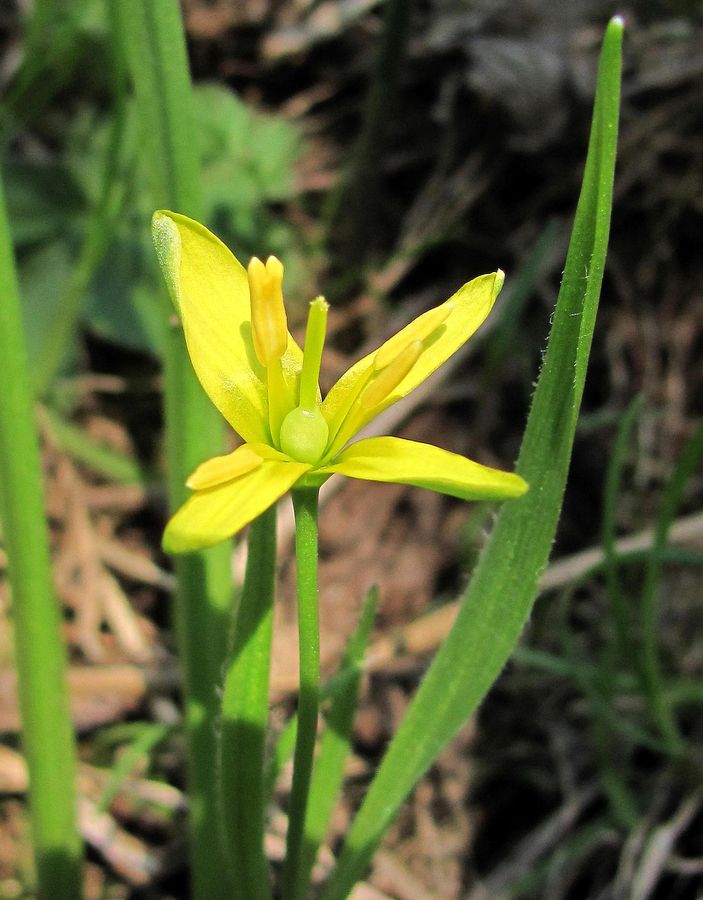 Изображение особи Gagea lutea.