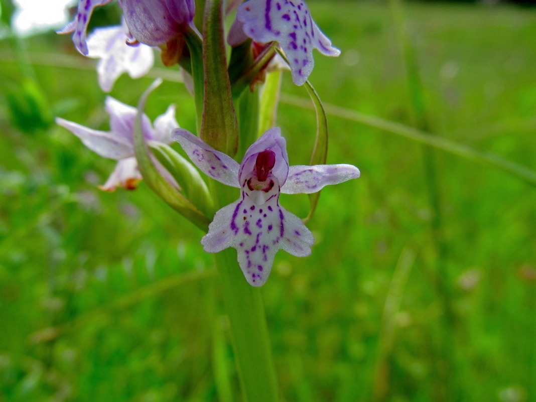 Image of Dactylorhiza fuchsii specimen.