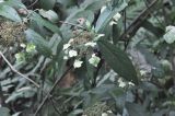 genus Hydrangea