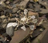 familia Brassicaceae. Остатки соплодия. Кабардино-Балкарская Республика, Зольский р-н, хр. Тышлы-Сырт. 09.09.2011.