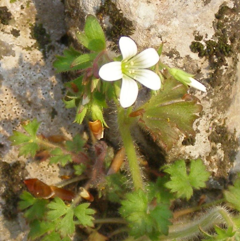 Image of Saxifraga irrigua specimen.