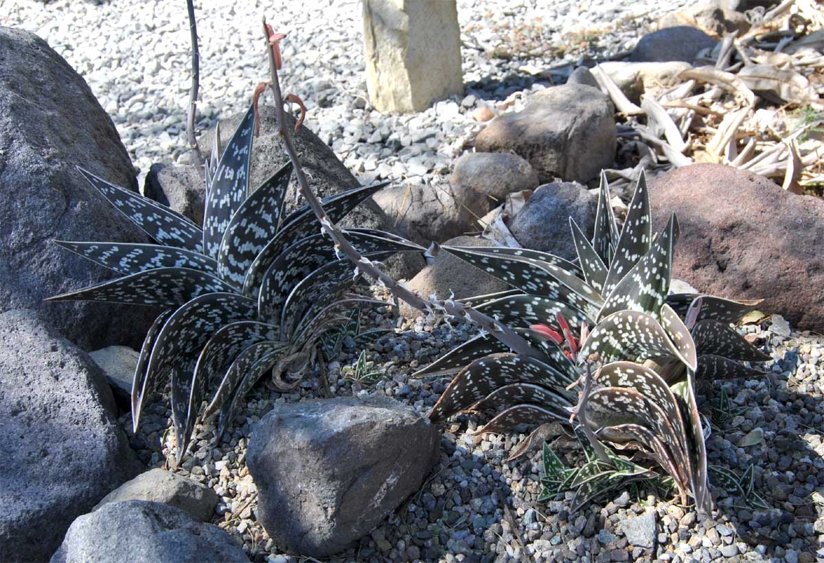 Image of Aloe variegata specimen.