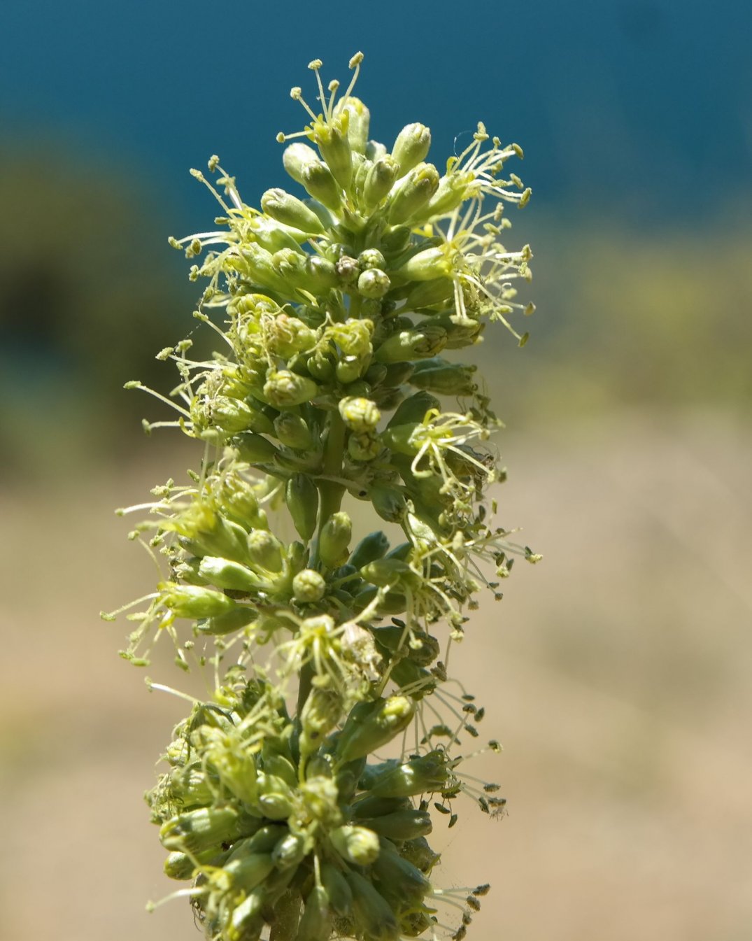 Image of Silene densiflora specimen.