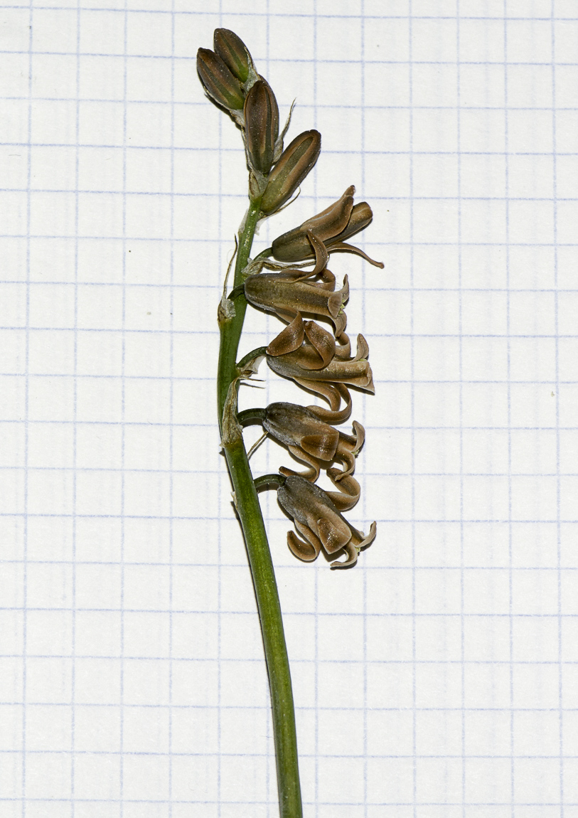 Image of Dipcadi serotinum specimen.