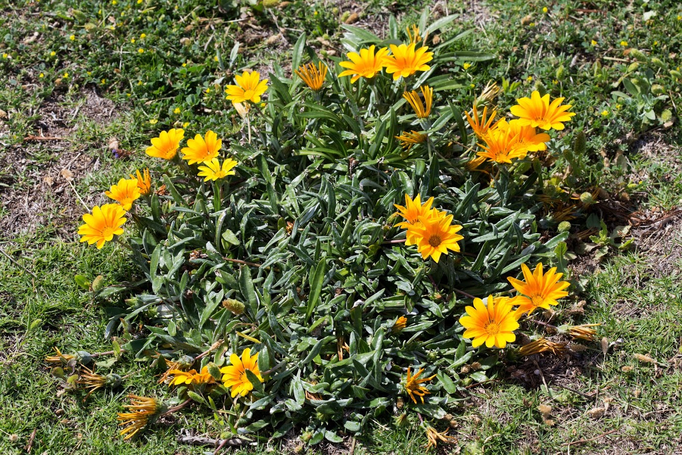 Изображение особи Gazania rigens.