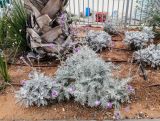 Centaurea gymnocarpa. Цветущие растения. Израиль, г. Бат-Ям, в озеленении. 06.05.2018.