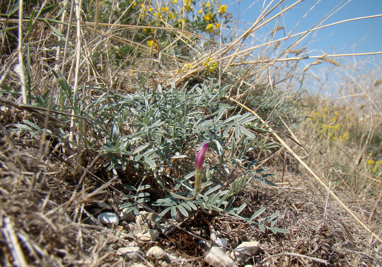 Изображение особи Astragalus subuliformis.