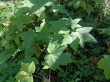 Rubus odoratus