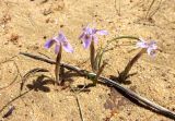 Moraea setifolia