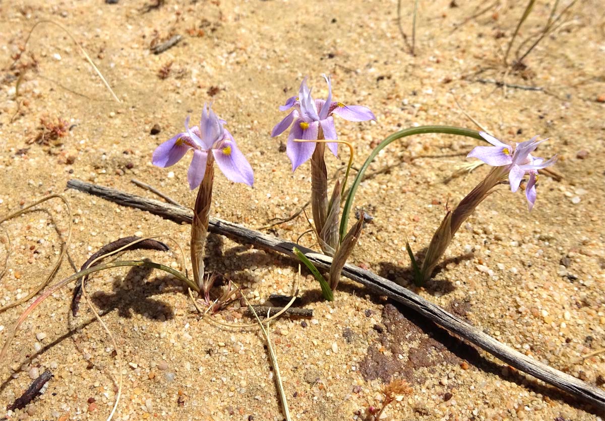 Изображение особи Moraea setifolia.