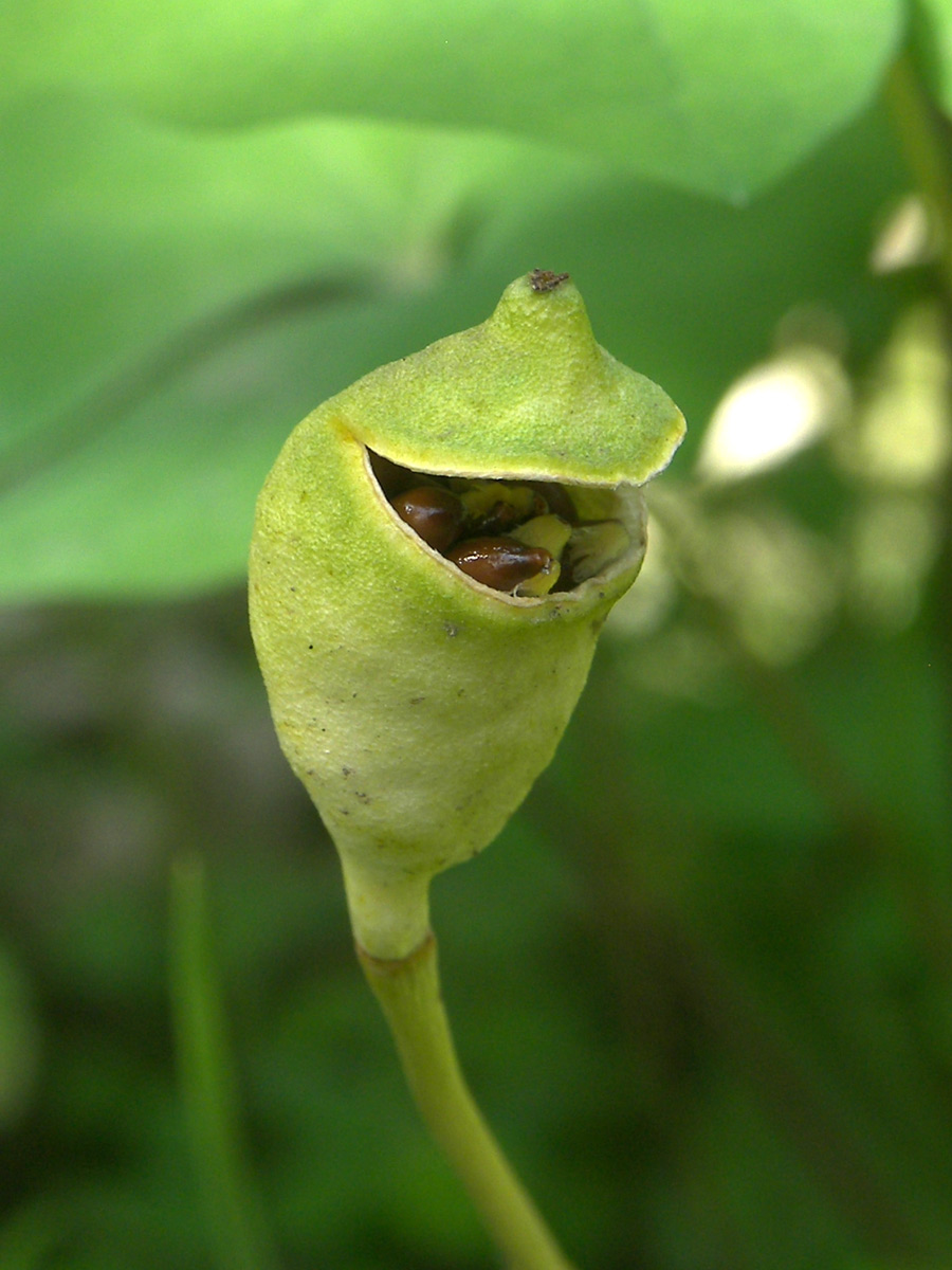 Image of Jeffersonia diphylla specimen.