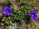 Gentiana dshimilensis