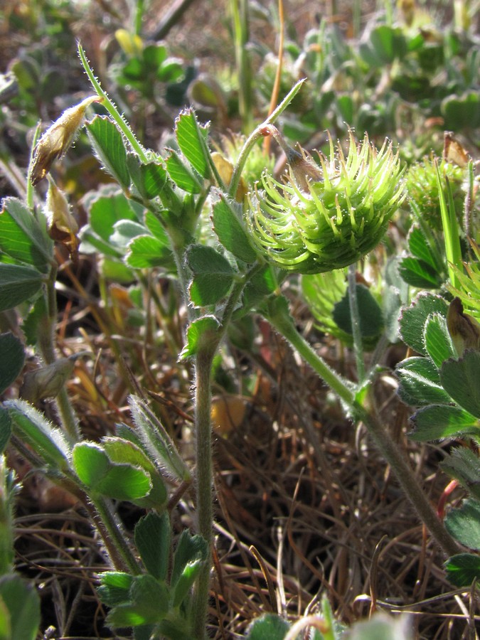 Изображение особи Medicago disciformis.