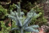 Cunninghamia lanceolata. Верхушка ветки вегетирующего растения. Крым, пос. Партенит, парк \"Айвазовское\". 23.09.2018.