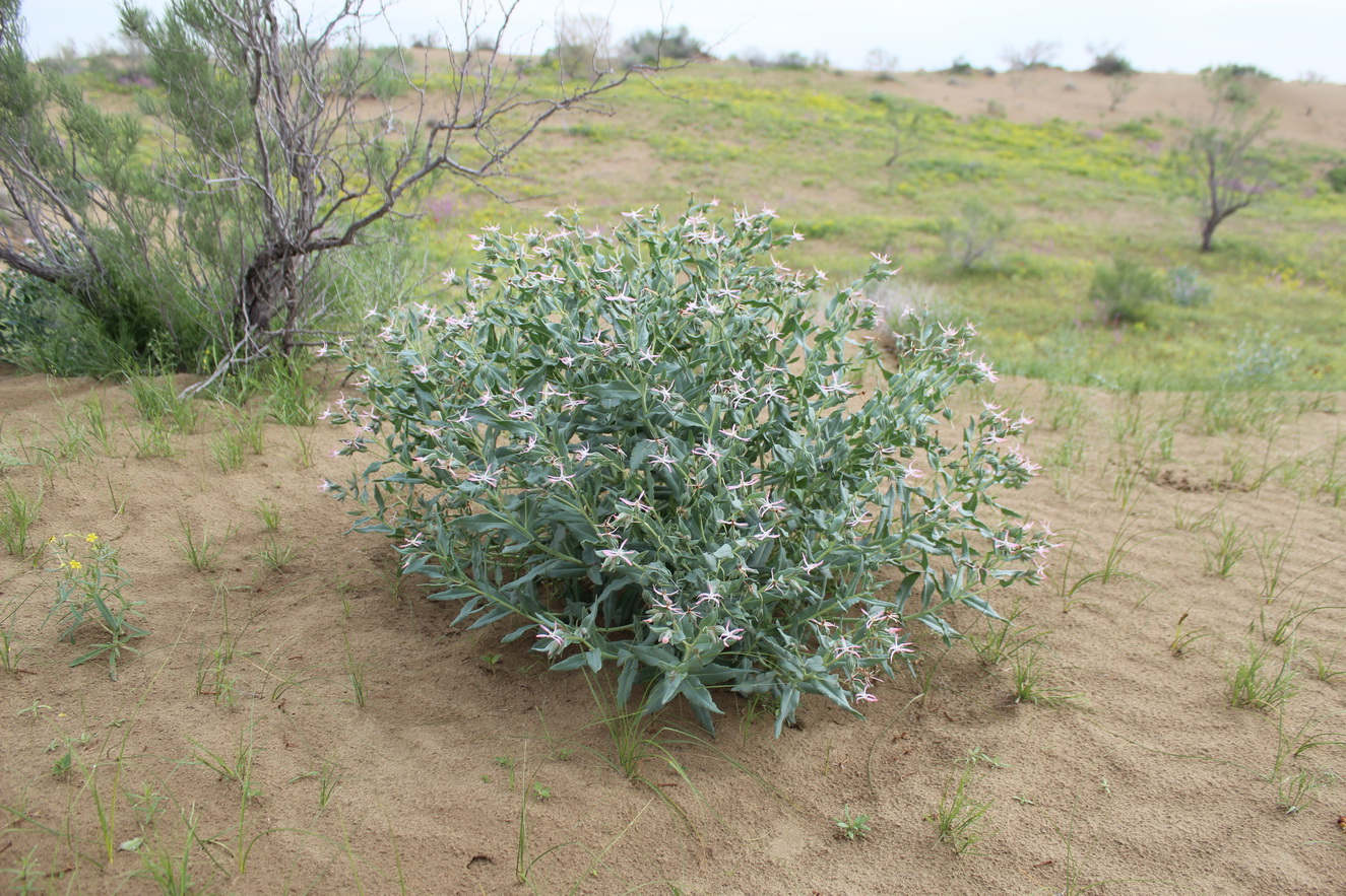 Изображение особи Caccinia macranthera.