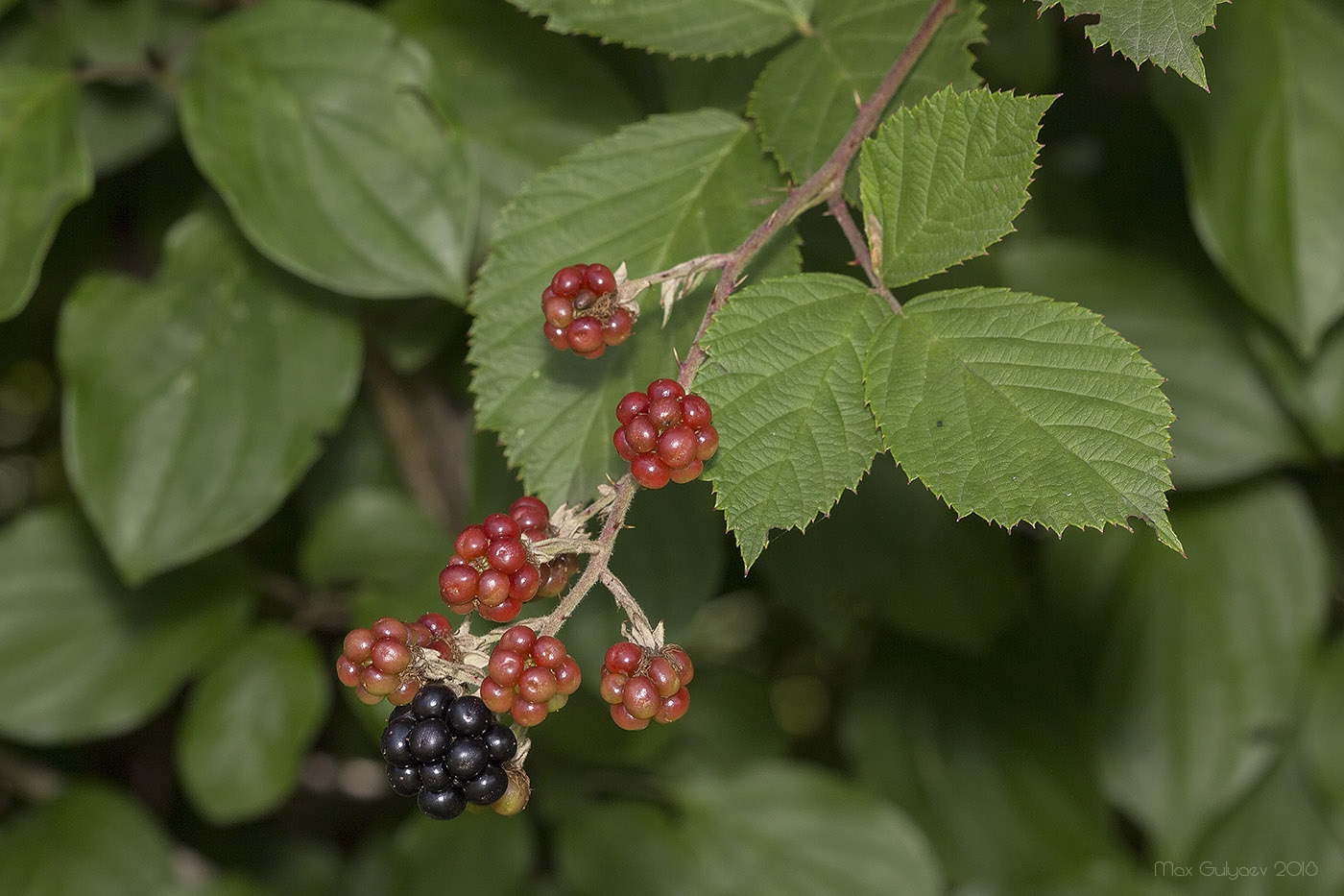 Изображение особи род Rubus.