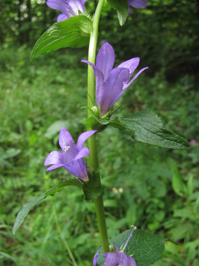 Image of Campanula glomerata specimen.