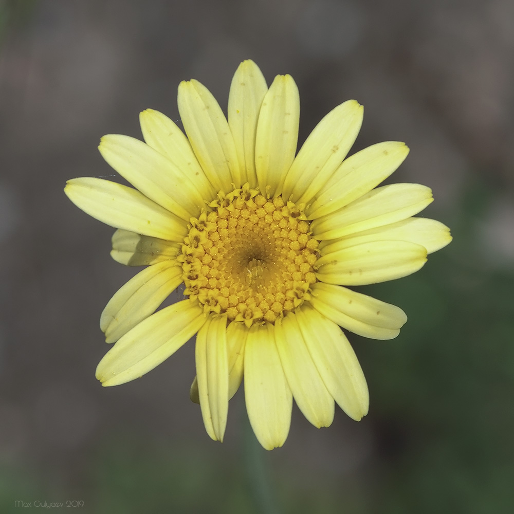 Image of Anthemis tinctoria specimen.