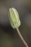 Lagoseris purpurea