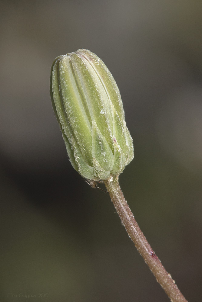 Image of Lagoseris purpurea specimen.