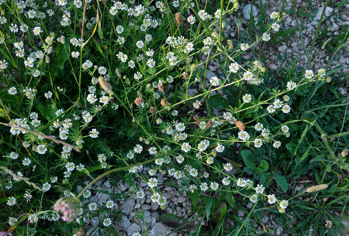 Image of genus Dorycnium specimen.