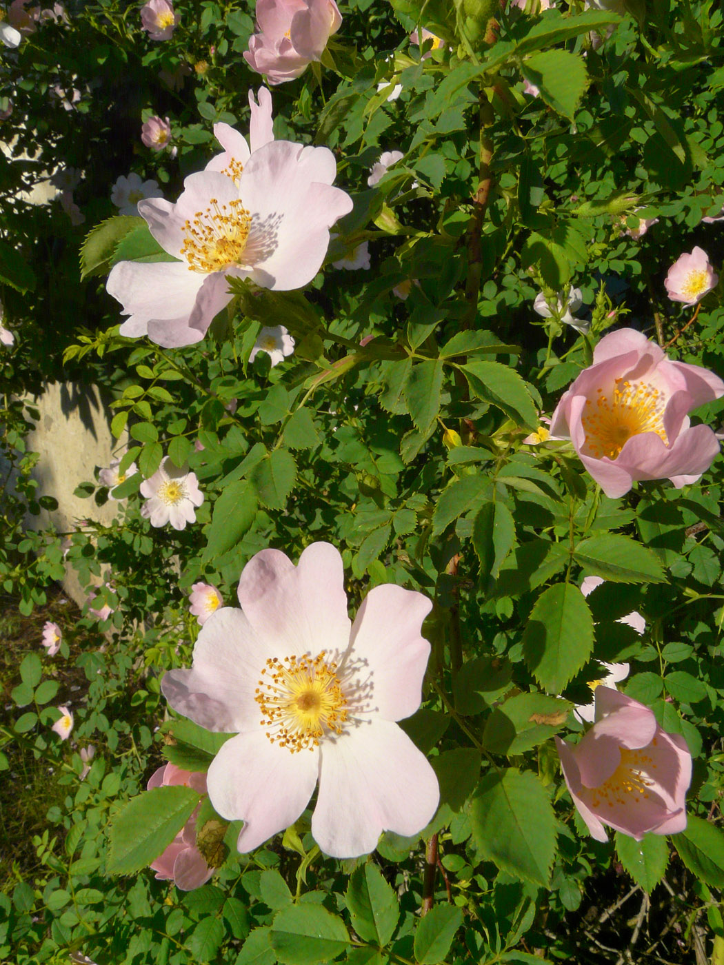 Image of genus Rosa specimen.