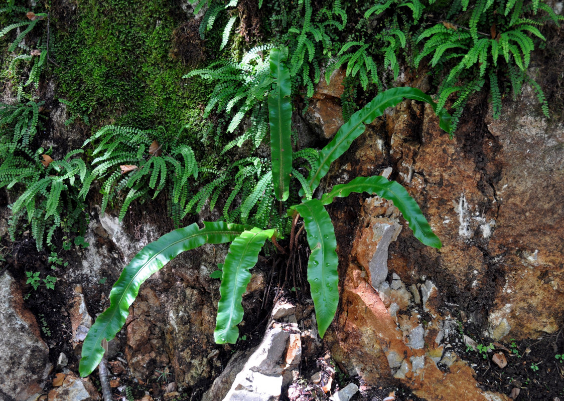 Image of Phyllitis scolopendrium specimen.