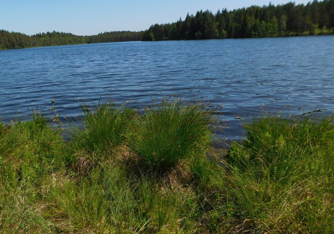 Image of Carex paniculata specimen.