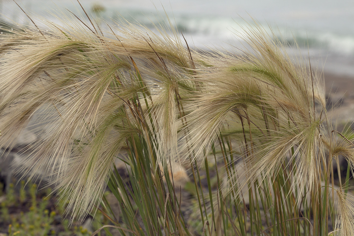 Image of Hordeum jubatum specimen.