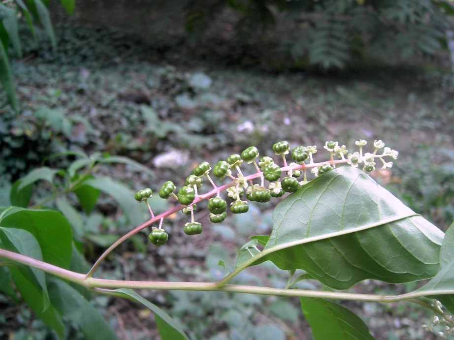 Image of Phytolacca americana specimen.