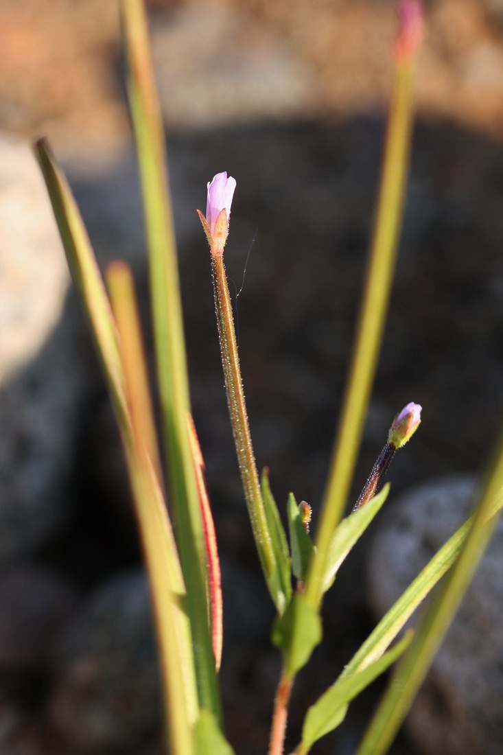 Image of genus Epilobium specimen.