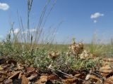 Astragalus arkalycensis